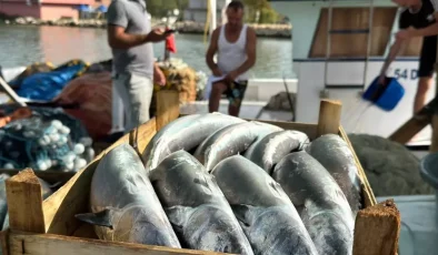 Karadeniz’de Palamut Bolluğu Beklentisi