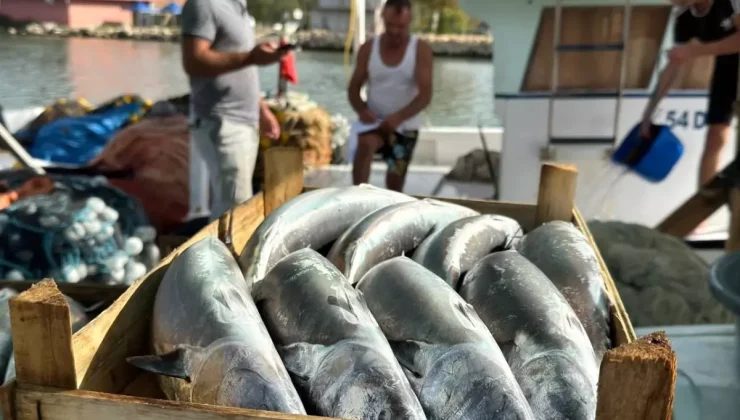 Karadeniz’de Palamut Bolluğu Beklentisi