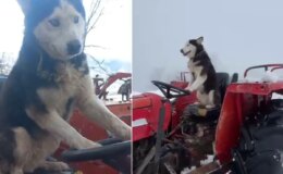 Sibirya kurdunun traktör aşkı! Direksiyona bile geçti