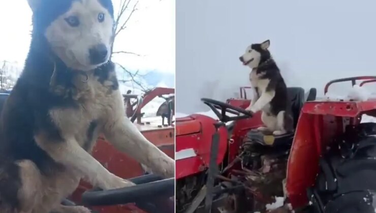 Sibirya kurdunun traktör aşkı! Direksiyona bile geçti